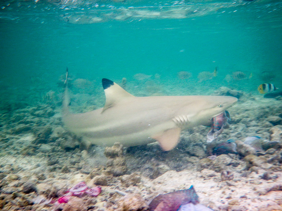 IMGP1068.jpg Sous l eau - Maupiti - Copyright : See Otherwise 2012 - 2026